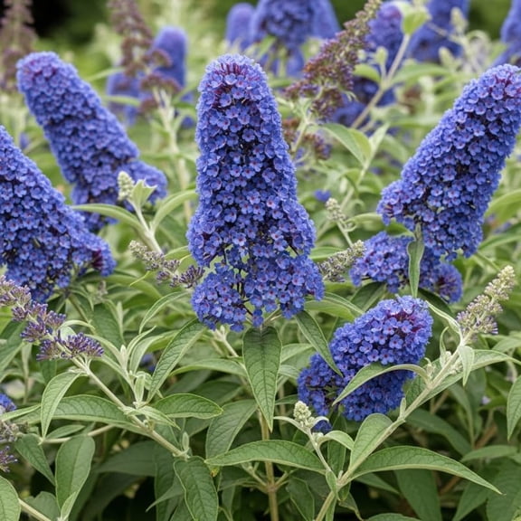 Light Blue Butterfly Bush Live Shrub Plant Shrub, Buddleia Bush Well Rooted, 5 to 10 Inc Tall
