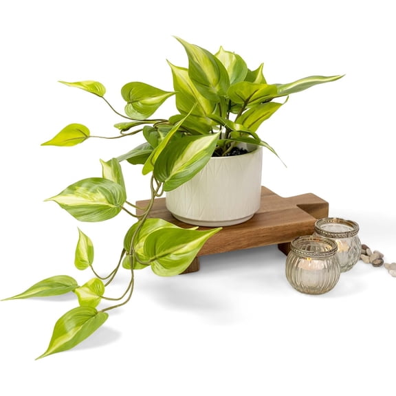 Light Green  pothos  |   for Shelf Decor | Artificial Trailing Ivy  with 5" Wide Ceramic Pot | Faux pothos | Feaux Pothos