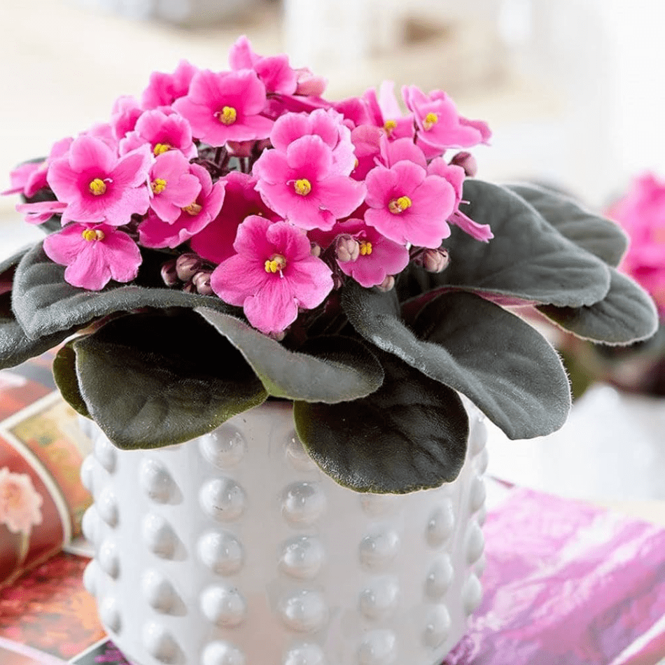 Light Pink Africa Violets Live Plant for Planting Indoor Outdoor, Light Pink Blooming Violet, Africa Violet Flowers, 4 Inch Pot