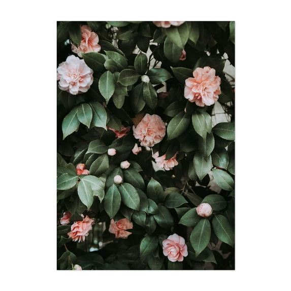 Light Pink Camellias - Visalia California Photography Floral Flowers Botanical Garden Nature Pastel Vintage Unframed Wall Art Print 6 x 8 inches