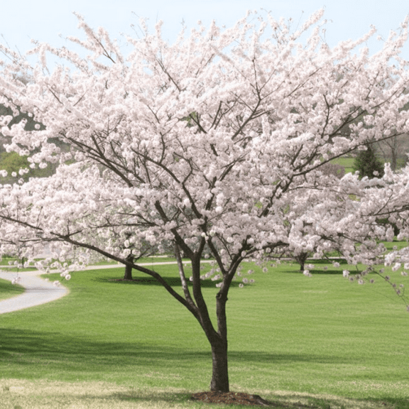 Light Pink Cherry Plant Live in 2.5 Inches Pot, Perennial Flowers for Ornamental Garden, Dormant in Winter