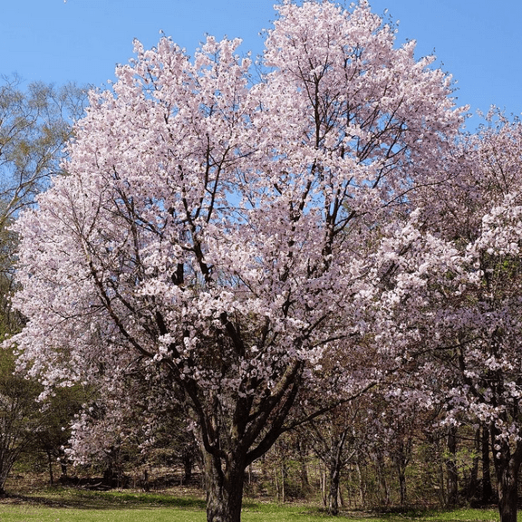 Light Pink Flowering Cherry Live Plant from 3-5 Inches, Dormant Flowering Cherry Tree for Planting