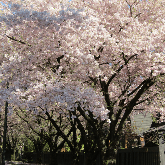 Light Pink Ornamental Flowering Cherry, Dormant Tree Starter Plant in 2.5" Pot