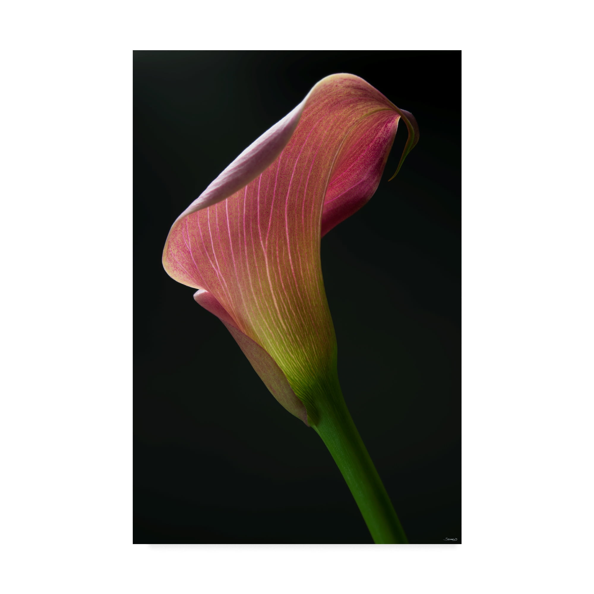 Light Pink Lily' Canvas Art by Gordon Semmens