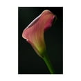 thumbnail image 1 of Light Pink Lily' Canvas Art by Gordon Semmens, 1 of 3