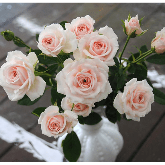 Light Pink Mini Rose Plant Live for Planting, Miniature Rose Bush in 3" Pot, Indoor Outdoor Flowering Plant