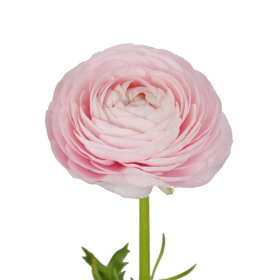 Light Pink Ranunculus - Fresh Cut - 300 Stems