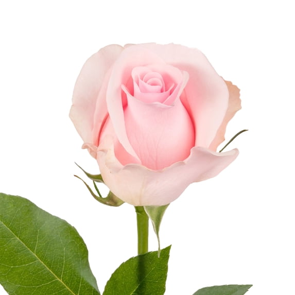 Light Pink Roses - Farm Direct Fresh Cut Flowers - 50 Stems