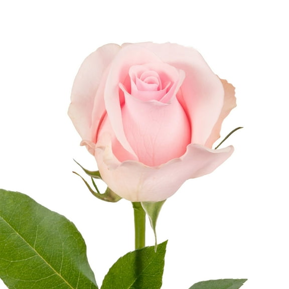 Light Pink Roses - Farm Direct Fresh Cut Flowers - 50 Stems