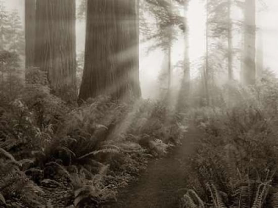 Light Rays Canvas Art - Dennis Frates (18 x 24)