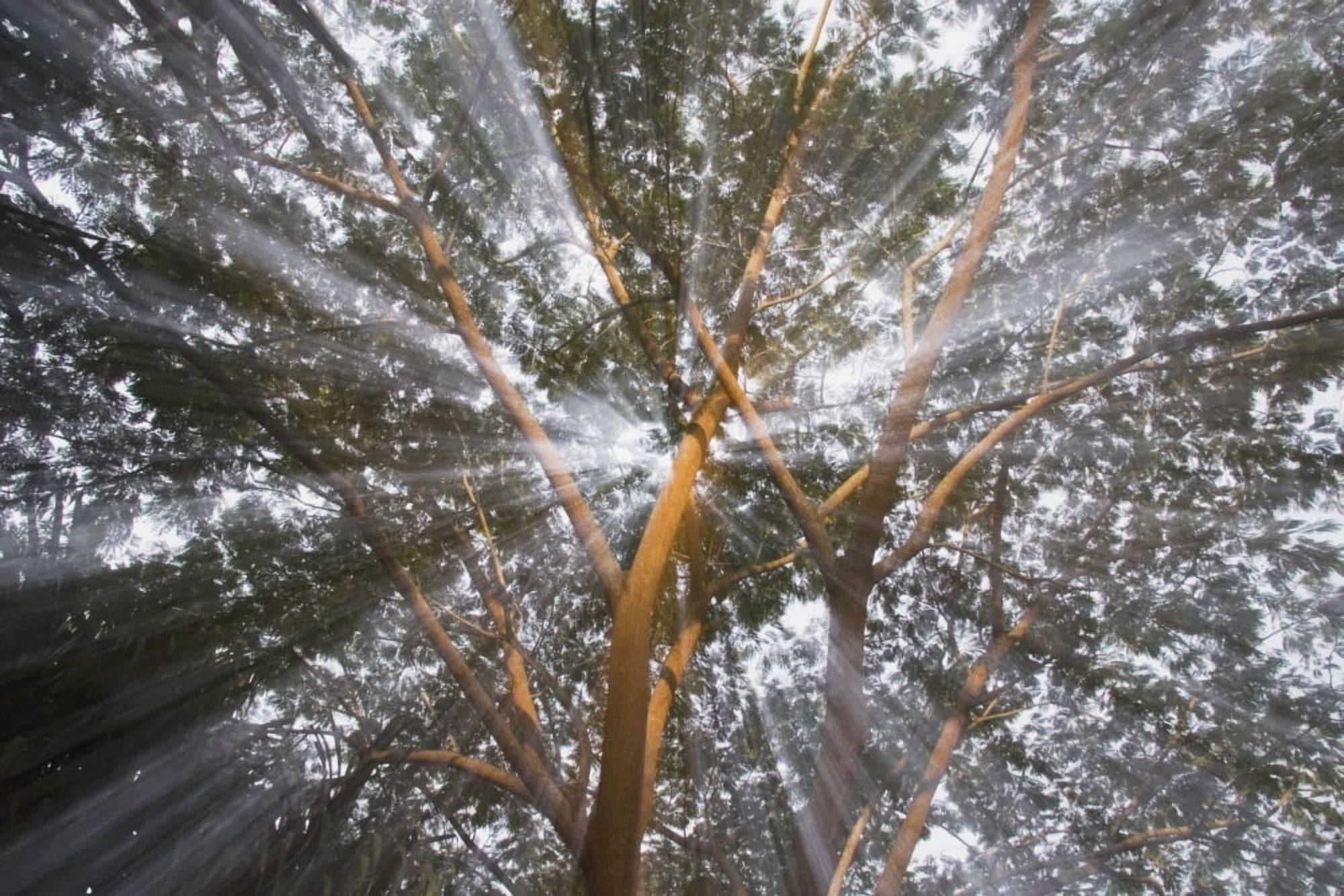 Light Streams Through Tropical Tree Costa Rica Canvas Art - Michael Interisano Design Pics (19 x 12)