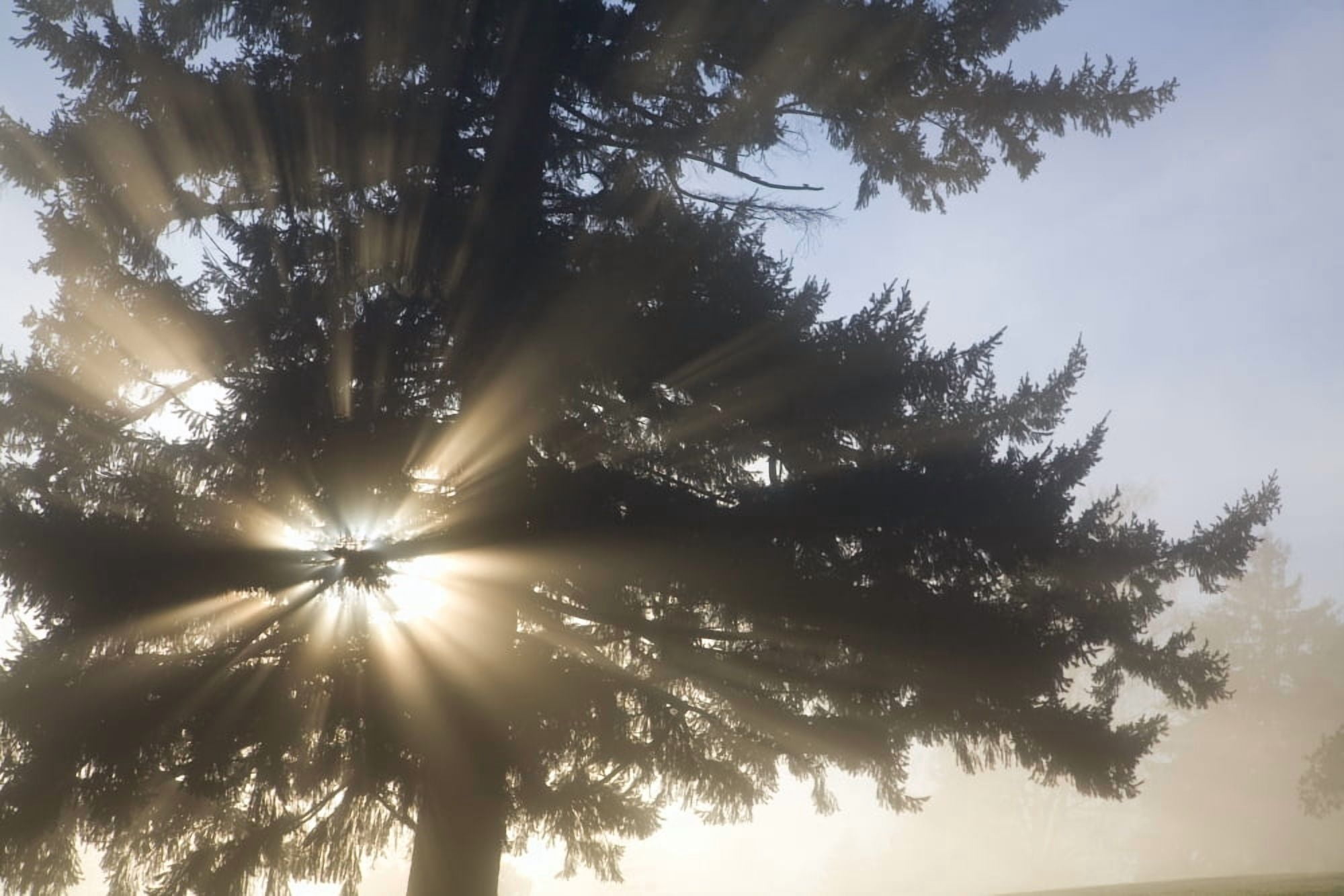 Light Through Tree Willamette Valley Oregon United States Of America Canvas Art - Craig Tuttle Design Pics (17 x 11)