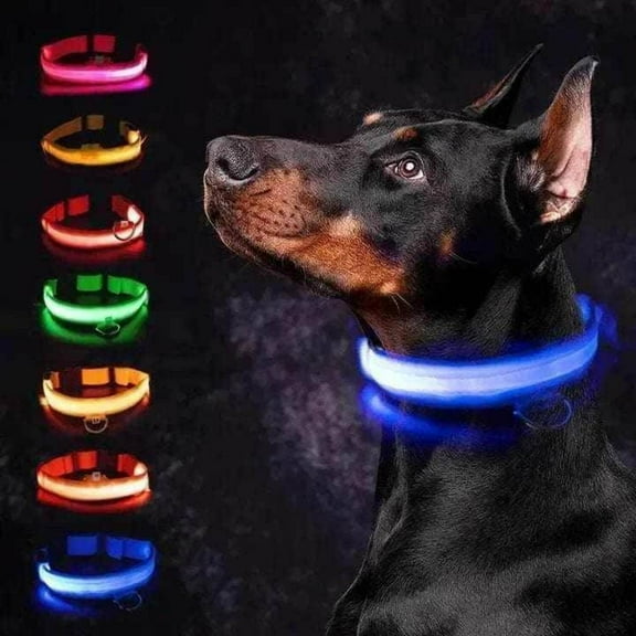 Light-Up Dog Collar, Black, 2XLarge