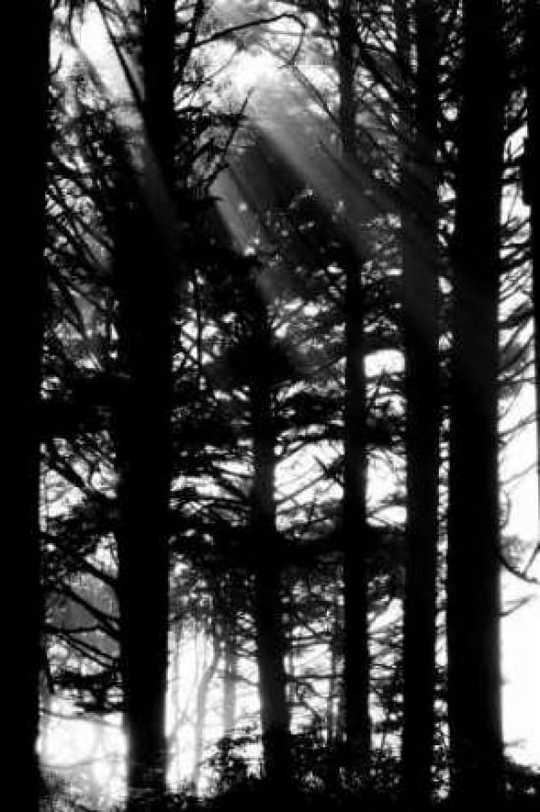 Light and Shadows II Canvas Art - Erin Berzel (20 x 28)