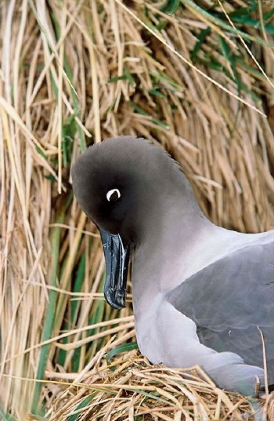 Light-mantled Albatross nesting South Georgia Antarctica Canvas Art - Martin Zwick DanitaDelimont (12 x 18)