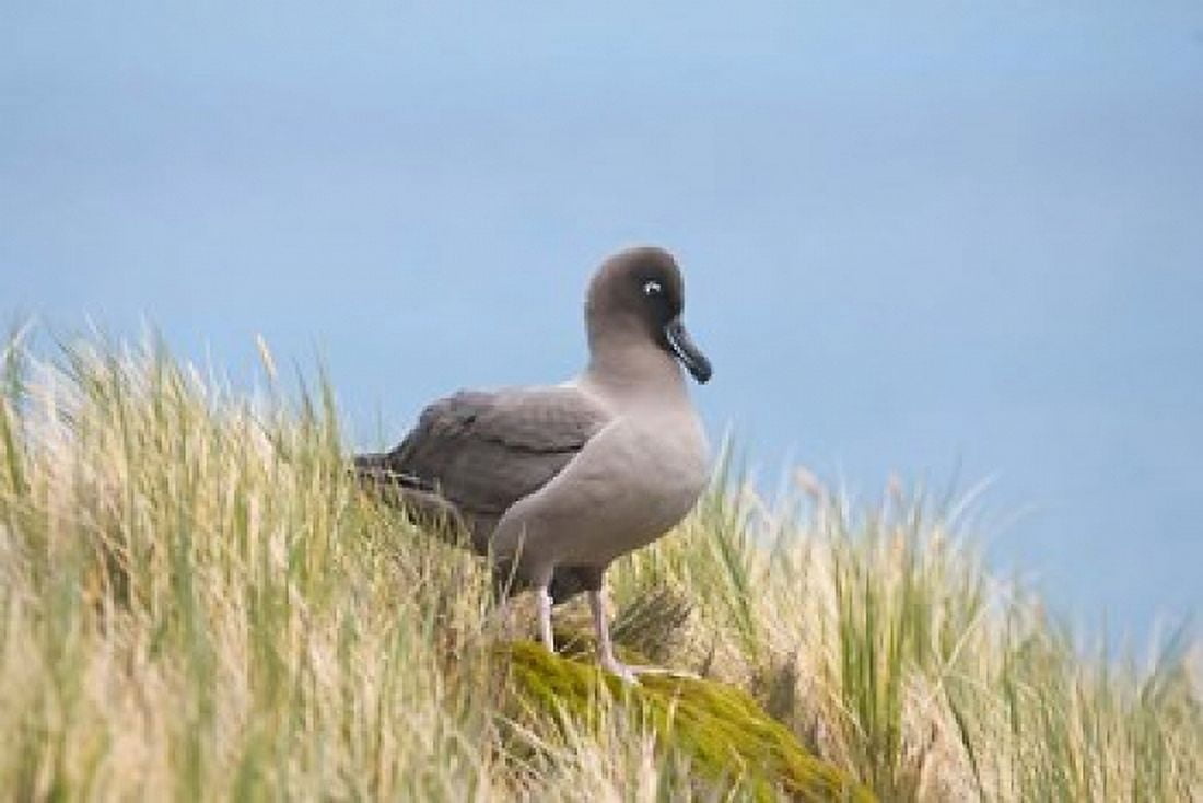 Light-mantled sooty albatross bird Gold Harbor Canvas Art - Hugh Rose DanitaDelimont (34 x 23)