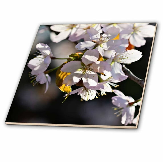 3dRose, Light pink sakura cherry blossom flowers. Dark grey, pink background, 6 Inch Ceramic Tile