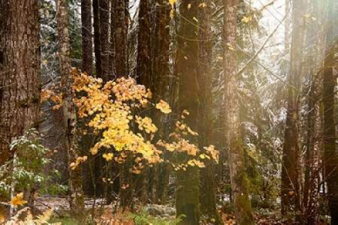 Light the Forest Canvas Art - Ramona Murdock (24 x 36)