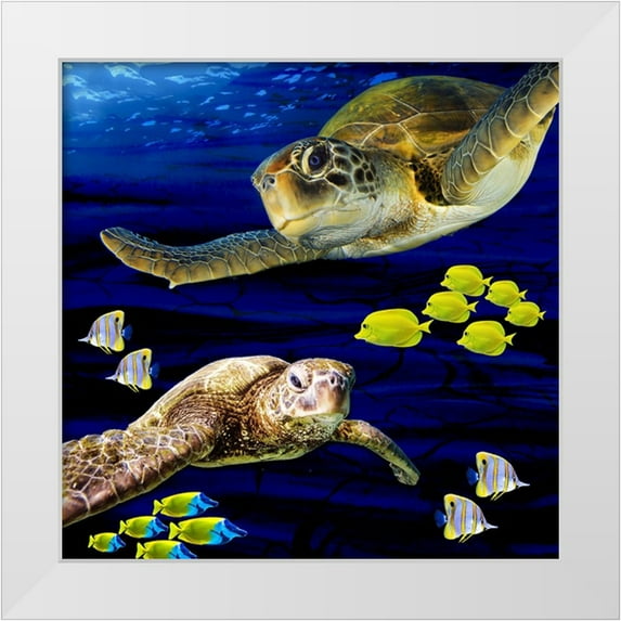 LightBoxJournal 12x12 White Modern Wood Framed Museum Art Print Titled - Sea Creatures_Turtle 2
