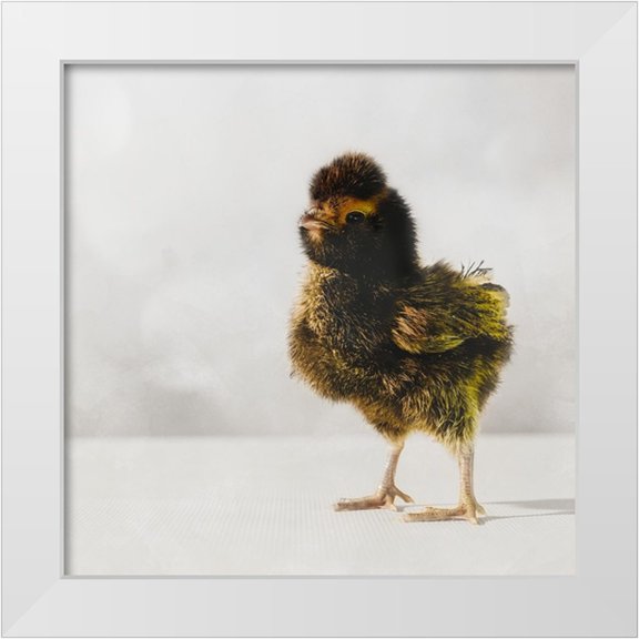 LightBoxJournal 12x12 White Modern Wood Framed Museum Art Print Titled - Spring Chick 05