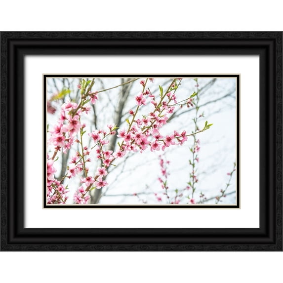 LightBoxJournal 14x11 Black Ornate Wood Framed with Double Matting Museum Art Print Titled - Naturally Cherry 03