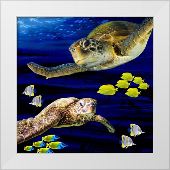 LightBoxJournal 26x26 White Modern Wood Framed Museum Art Print Titled - Sea Creatures_Turtle 2