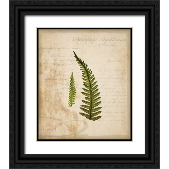 LightBoxJournal 26x30 Black Ornate Wood Framed with Double Matting Museum Art Print Titled - Scientific Plant 5