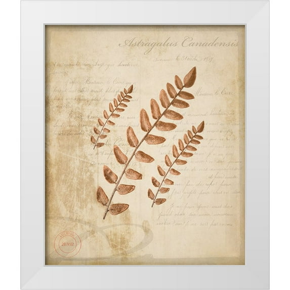 LightBoxJournal 26x30 White Modern Wood Framed Museum Art Print Titled - Scientific Plant 2