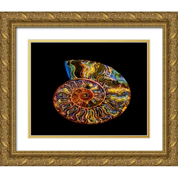LightBoxJournal 32x26 Gold Ornate Wood Framed with Double Matting Museum Art Print Titled - Nautilus III