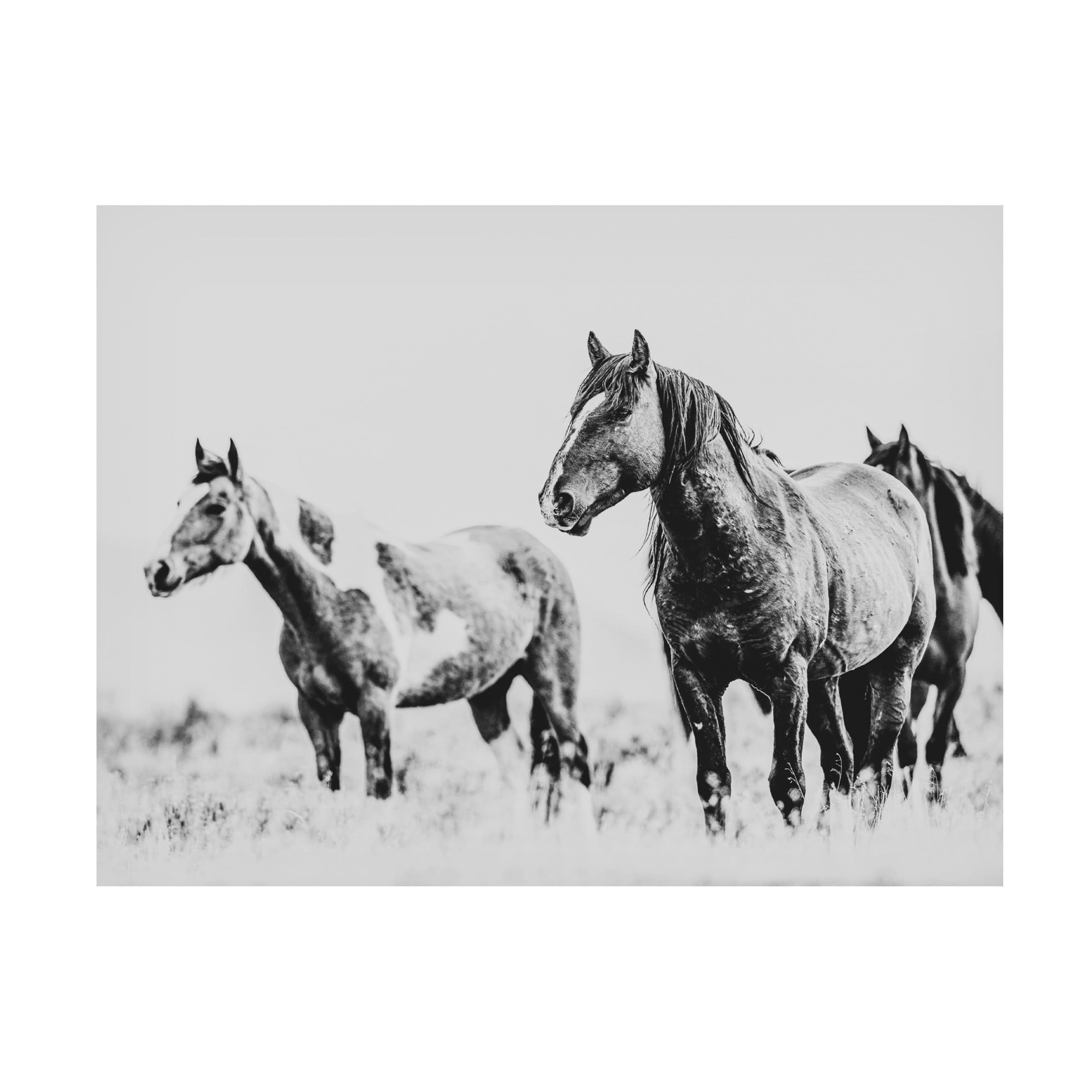 LightBoxJournal 'Wild Horses of the Great Basin 04' Canvas Art