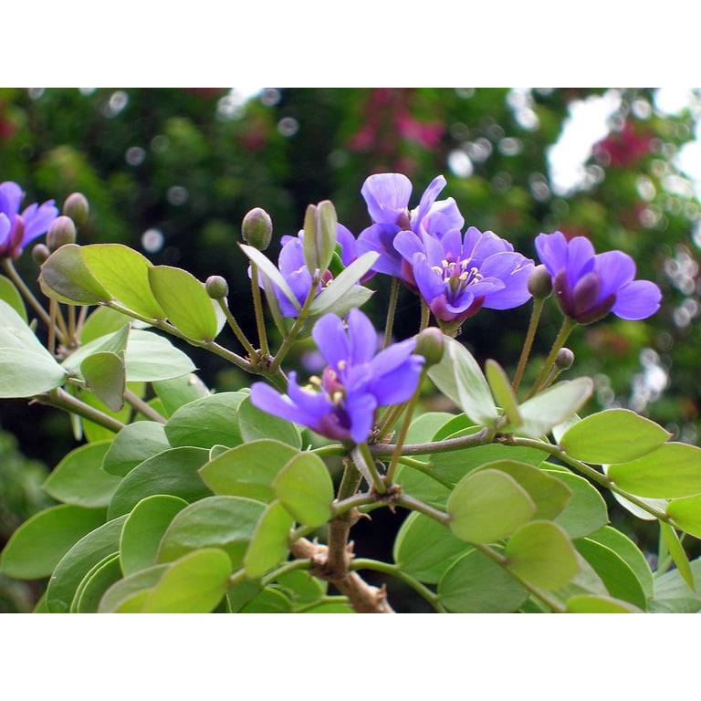 The National Tree Of Jamaica | visitchile.cl