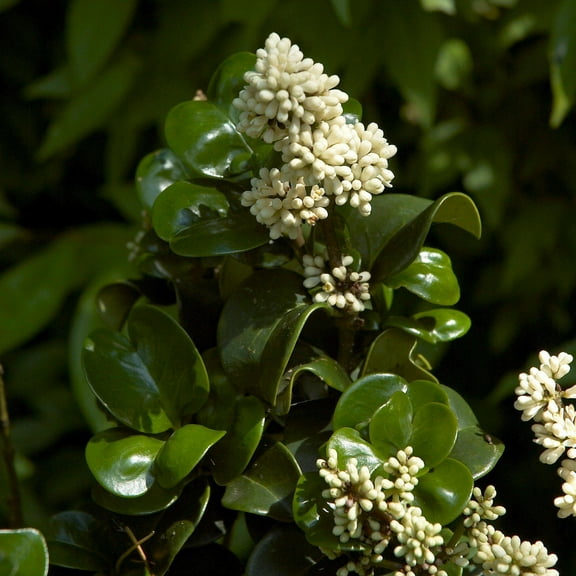 Ligustrum Coriaceum ~ Curly Leaf Japanese Privet - 3 Gallon Pot