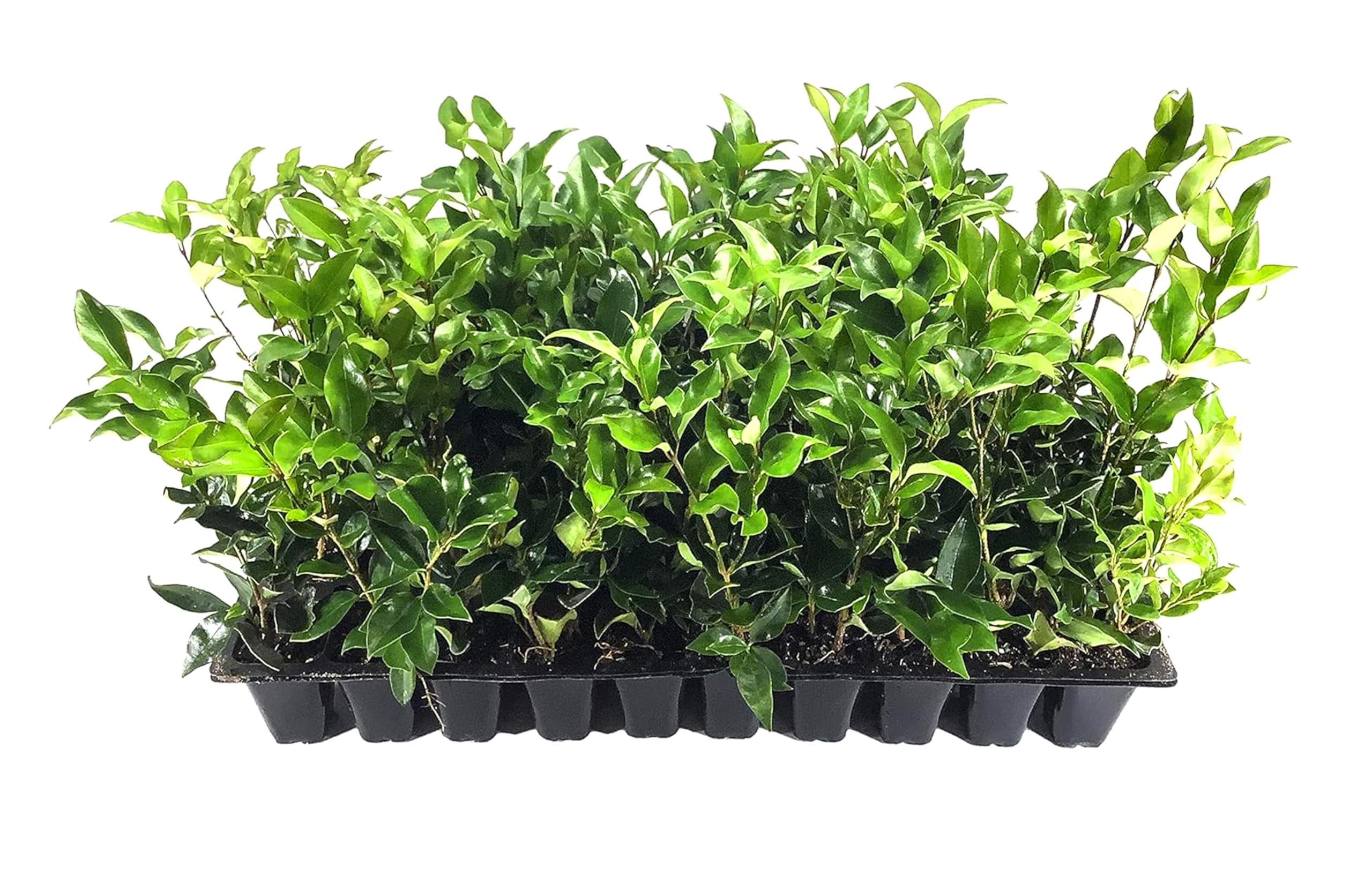 Ligustrum Curled Leaf Privet  10 Live Plants  Ligustrum Japonicum 'Recurvifolium'  Ornamental Shrub  Privacy Hedge Plants