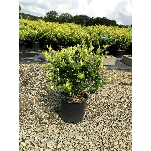 Ligustrum Howardi  2 Large 3 Gallon Size Plants  Ligustrum Lucidum 'Howardii'  Lush Evergreen Shrub  Perfect for Landscaping & Privacy Screens