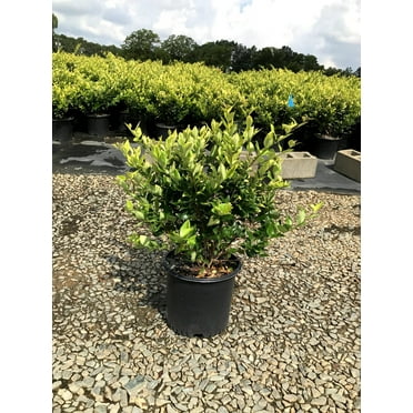 Ligustrum Howardi  3 Large 3 Gallon Size Plants  Ligustrum Lucidum 'Howardii'  Lush Evergreen Shrub  Perfect for Landscaping & Privacy Screens