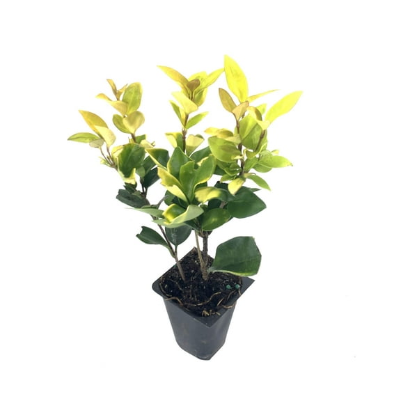 Ligustrum Japonicum Howardi - 10 Live Plants - Privet Howardii - Variegated Evergreen Shrub