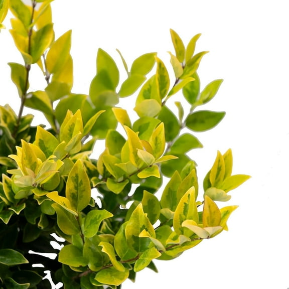 Ligustrum Japonicum Howardi I 1 Large Gallon Size Plant I Variegated Privet Howard I Quality, Evergreen Japanese Privet Shrub for Ornamental Landscaping, Fast-Growing, Low-Maintenance