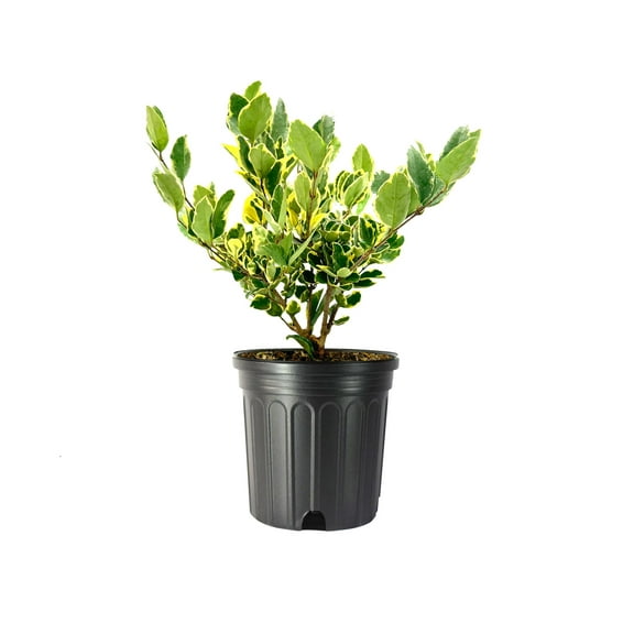 Ligustrum Japonicum Jack Frost Privet  1 Large Gallon Size Plant I Live Variegated, Fast-Growing, Evergreen Shrub for Stunning Ornamental Landscaping, Ideal for Privacy Hedges