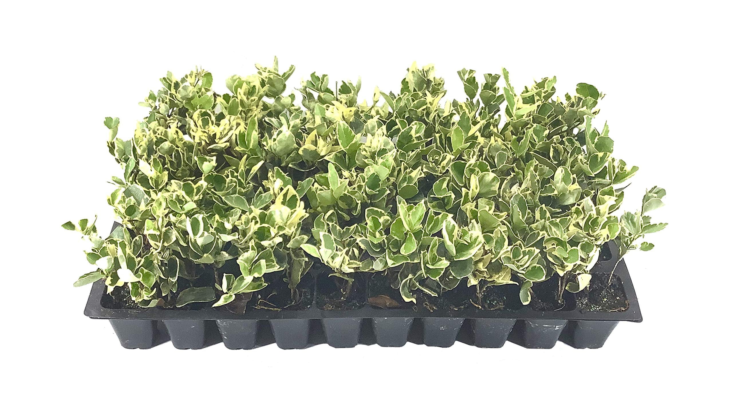 10 Live Ligustrum Japonicum 'Howardi' Plants – Variegated Golden Privet Evergreen Shrubs For Hedging