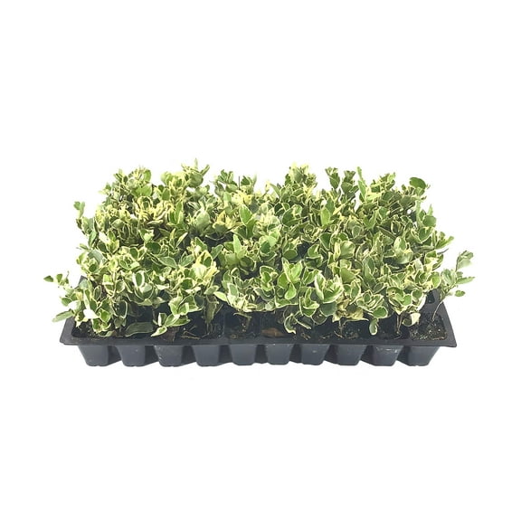 Ligustrum Japonicum Jack Frost Privet - 10 Live Plants - Variegated Evergreen Hedge