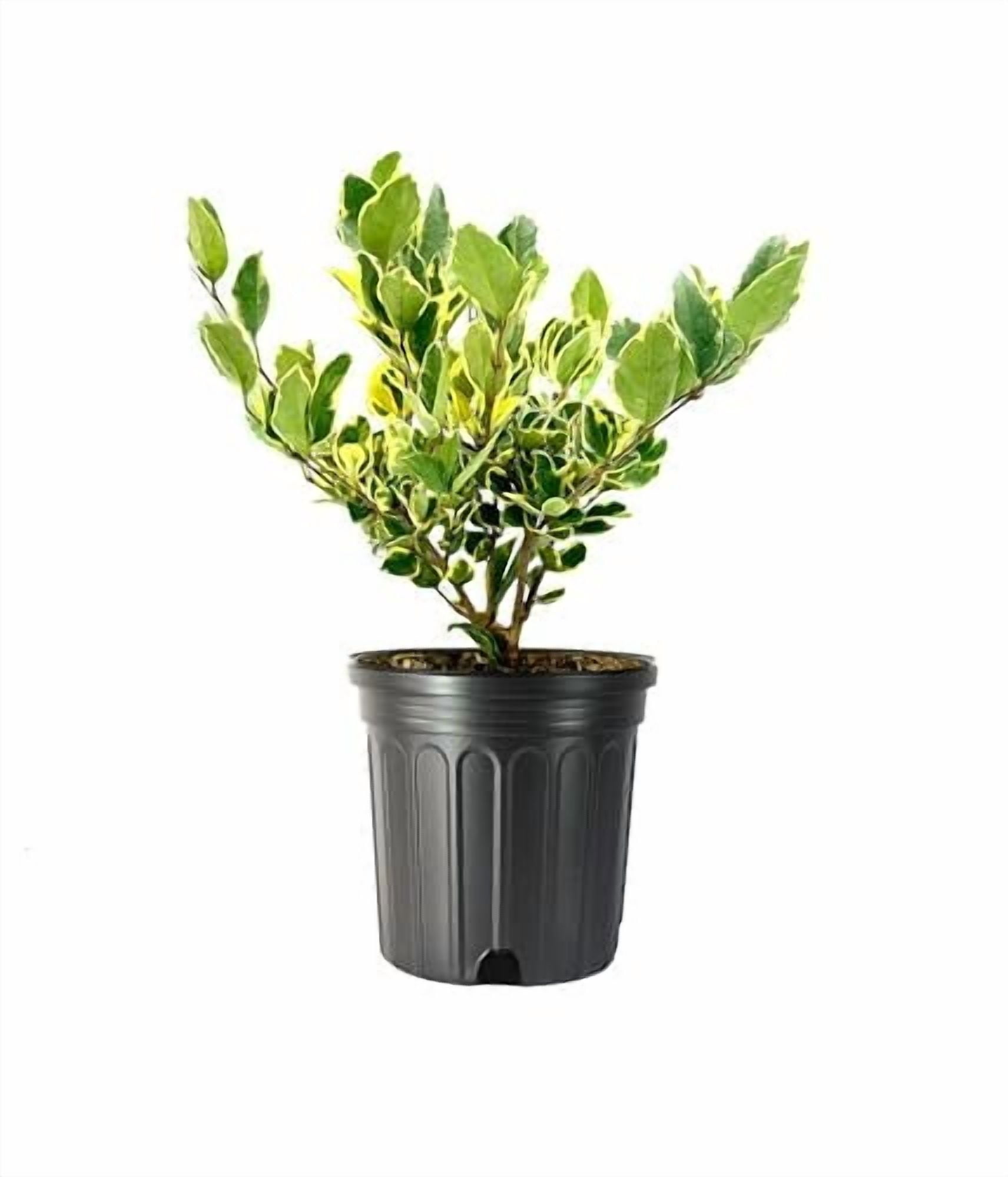 ficus lyrata plant Ficus Lyrata Column – Interior Gardens main image 0