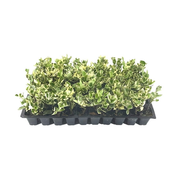 Ligustrum Japonicum Jack Frost Privet - 3 Live Plants - Variegated Evergreen Hedge