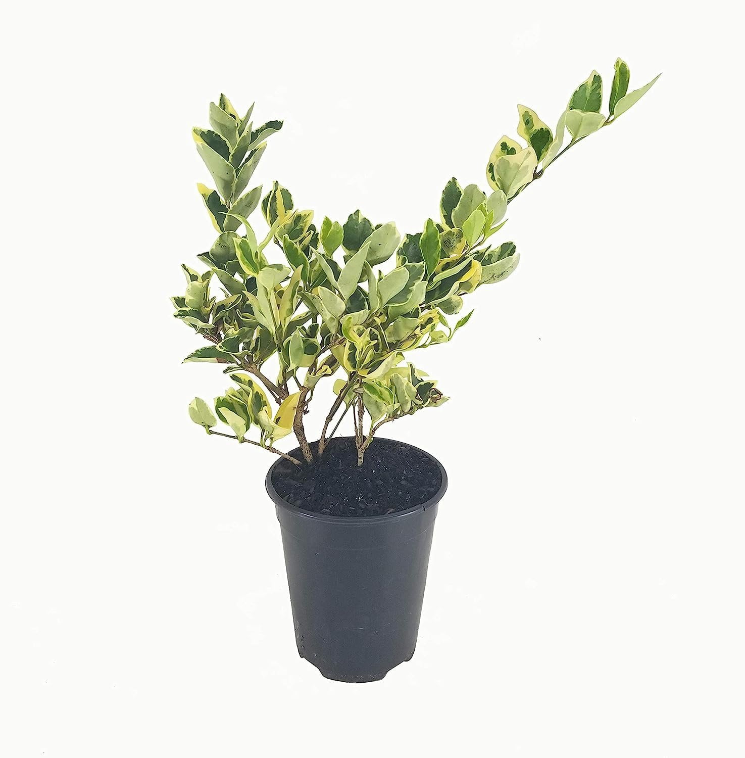 Ligustrum Japonicum 'Jack Frost' Privet - 3 Live Variegated Evergreen Hedge Plants