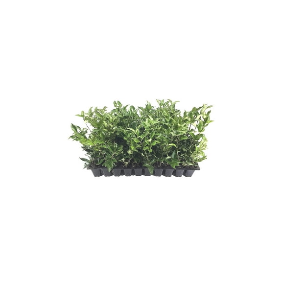 Ligustrum Japonicum Recurvifolium Curled Leaf Privet 20 Live Plants Evergreen Privacy Hedge