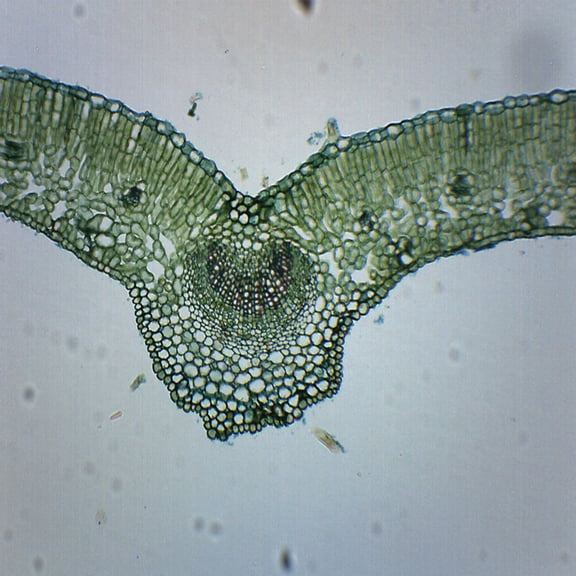 Ligustrum Leaf - Prepared Microscope Slide - 75 x 25mm - Biology & Microscopy - Eisco Labs