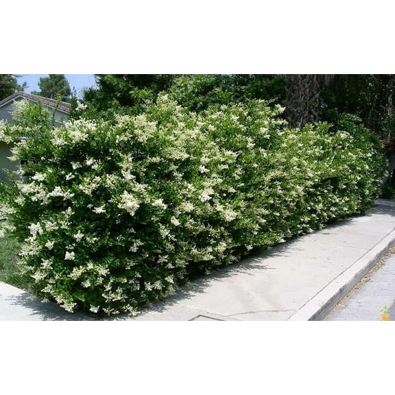 Ligustrum Recurvifolia 1 Extra Large 3 Gallon Plant Ligustrum sinense 'Recurvifolium' Lush Green Privacy Hedge Ideal for Landscaping Vibrant Garden Shrub