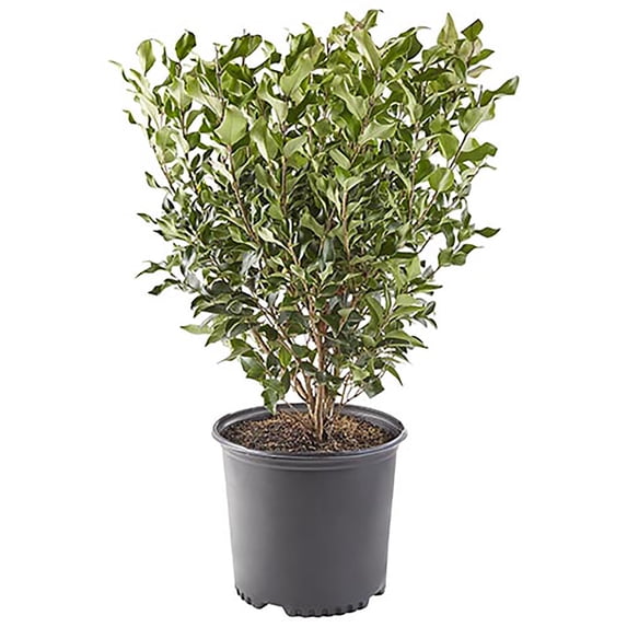 Ligustrum Recurvifolium Privet Live Shrub (7 Gallon)