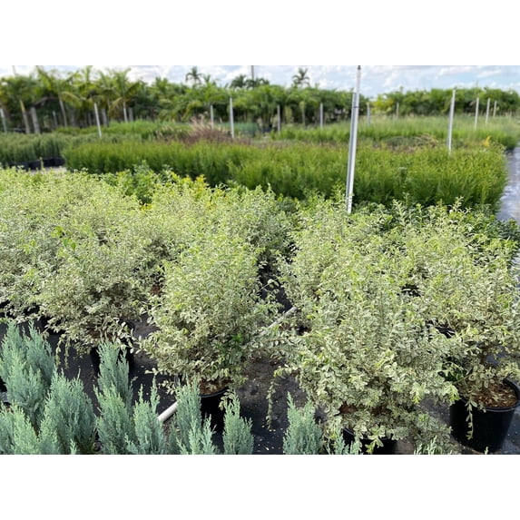 Ligustrum Sinense Variegated 3 Extra Large 3 Gallon Plants Ligustrum sinense 'Variegata' Stunning Foliage for Landscaping Decorative Outdoor Shrub Enhance Your Garden Aesthetics