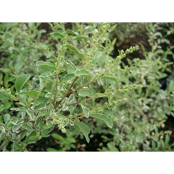 Ligustrum Sinense Variegated - 3 Live Plants - Chinense Privet Sinense - Deciduous Flowering Ornamental Shrub