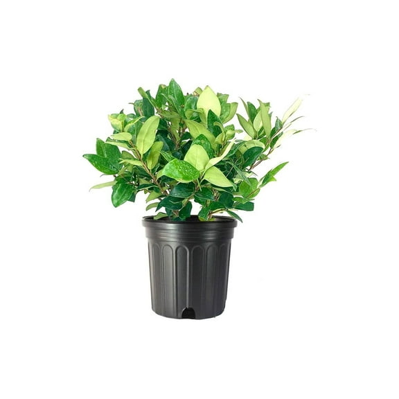Ligustrum Waxleaf Privet 1 Large Gallon Size Plants Blooming Evergreen Tree Privacy Hedge
